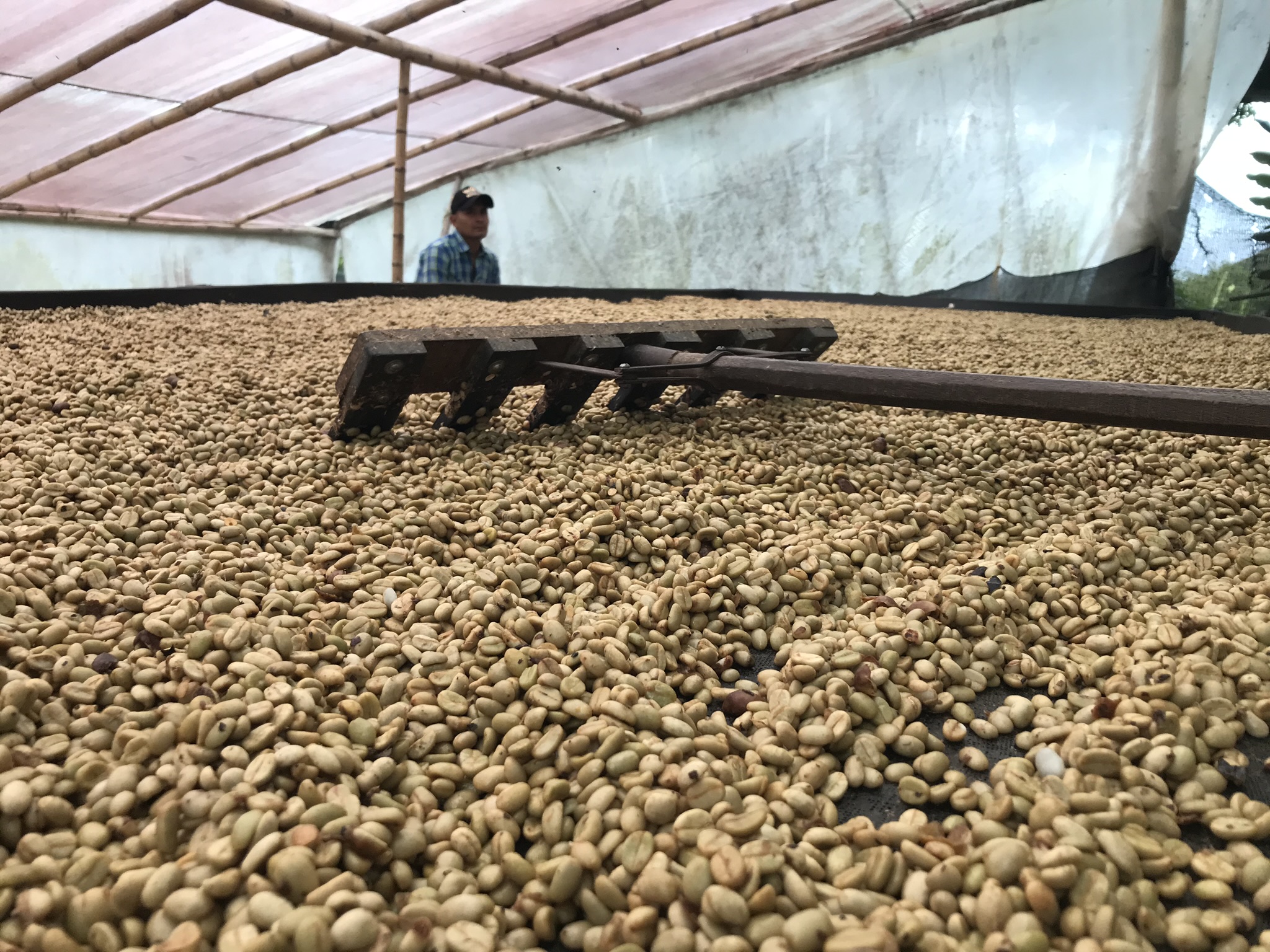 Synergy Blend - Afbeelding 4