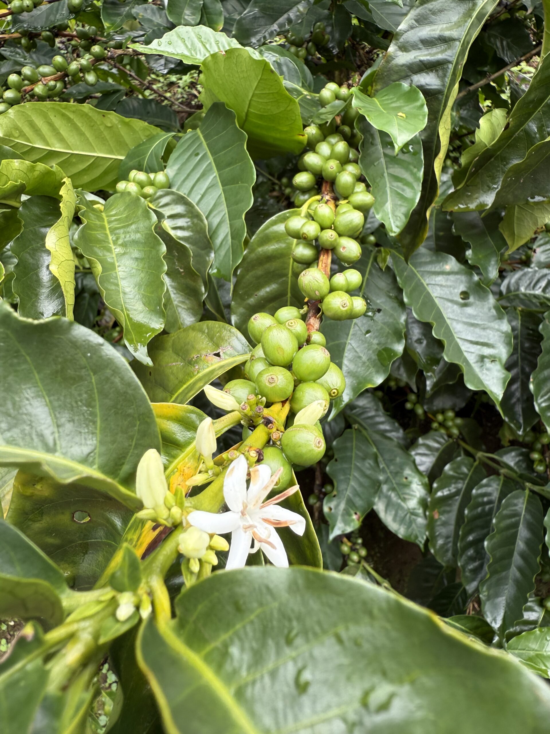 Synergy Blend - Afbeelding 3