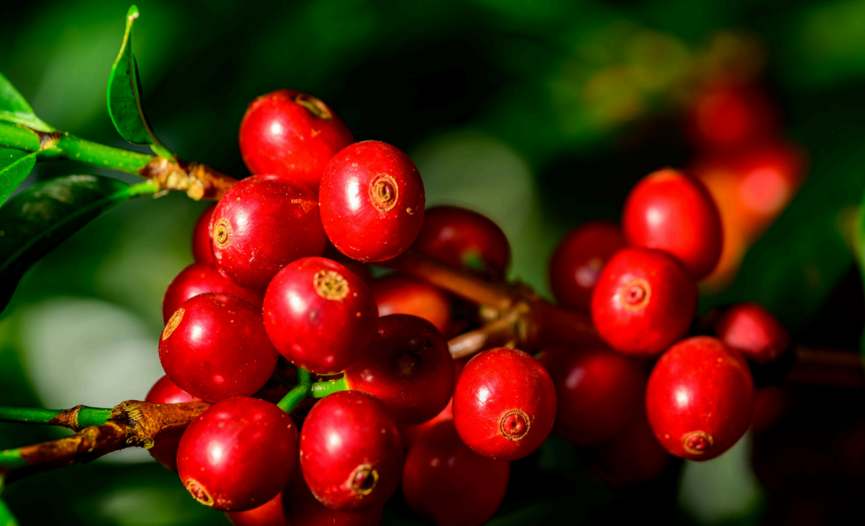 Tico Origins Ambar - Afbeelding 2