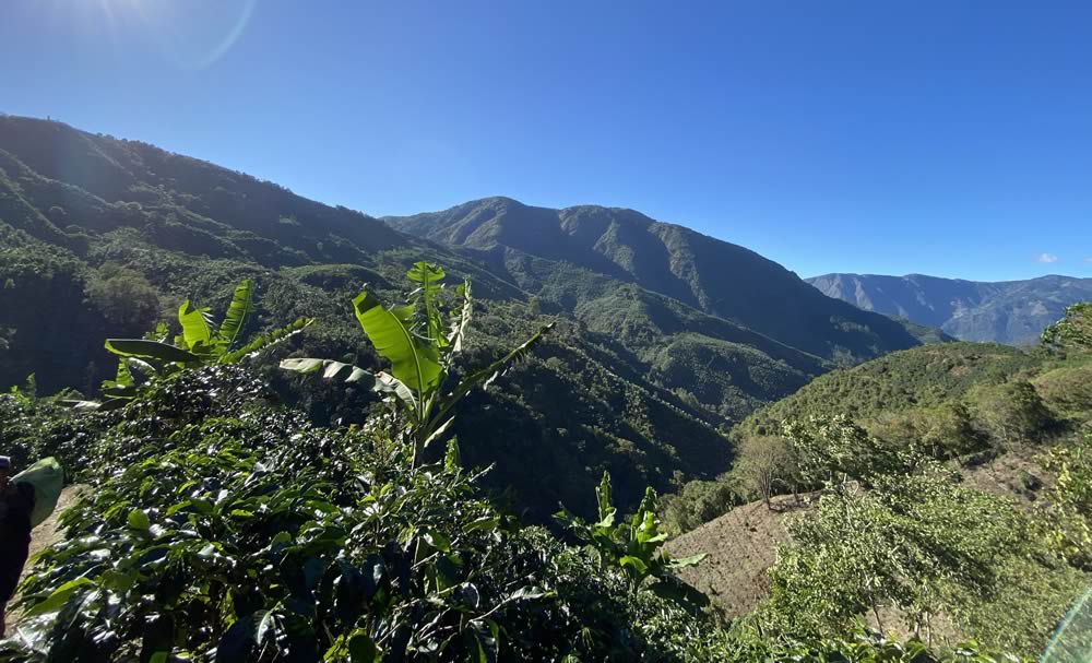 Tico Origins Ambar - Afbeelding 4