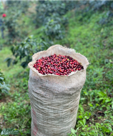 Tico Origins Rubi - Afbeelding 4